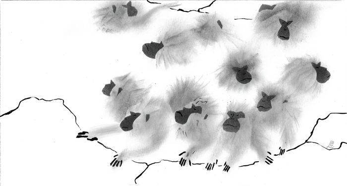 Японские макаки