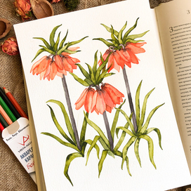 Императорский рябчик