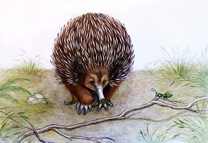 Ехидна Зиночка и её друг Вольдемар.