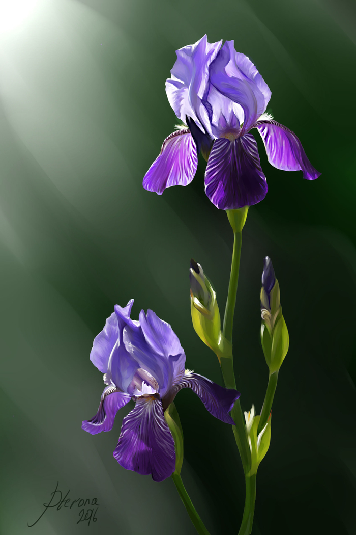Ирисы