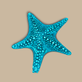 Морская звезда