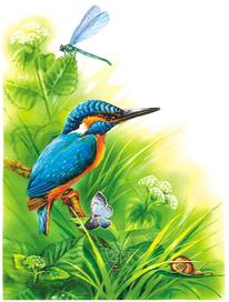 природоведение. зимородок