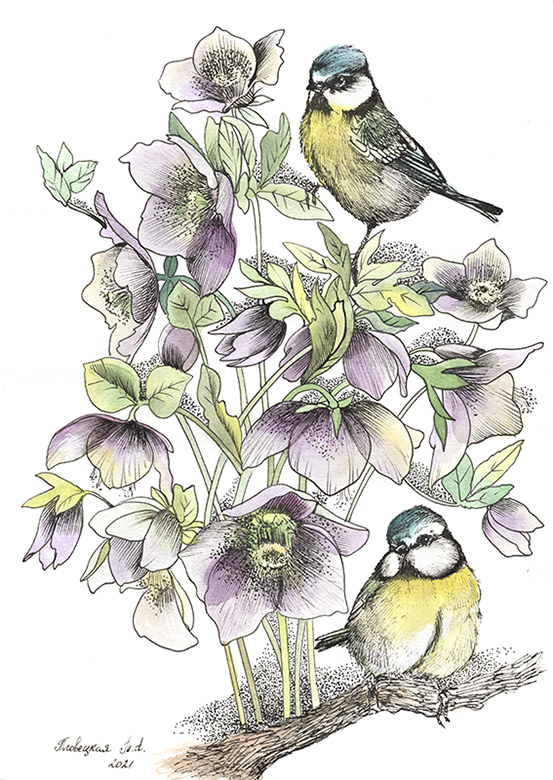 Цветы морозника и синицы лазоревки