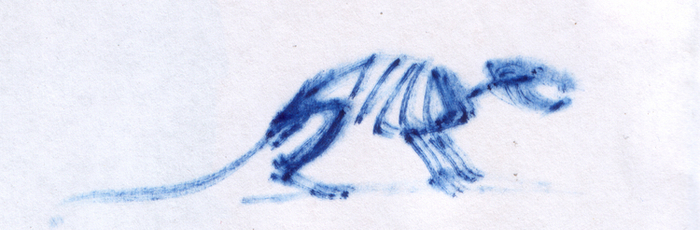 скелет крысы