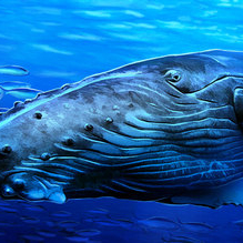 морские обитатели