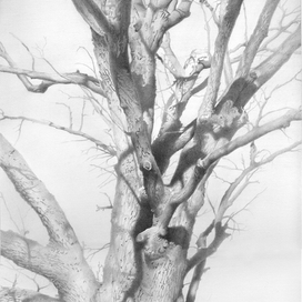 Дуб в парке