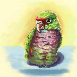 Винногрудый амазон, зарисовка