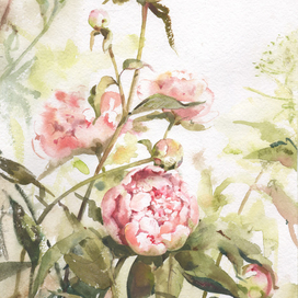 Пионы этого лета