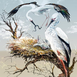 Дальневосточные аисты