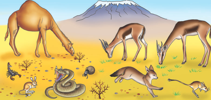 африка килиманджаро