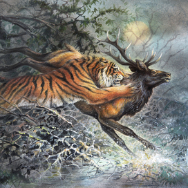 Амба. На солонце.