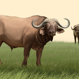Иллюстрация для книги Брема «Жизнь животных» «Буйволы»