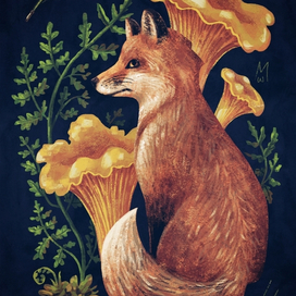 Лисичка (Cantharellus Cibarius)