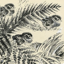 Чарушин "Про Томку"