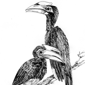 Птицы для энциклопедии 