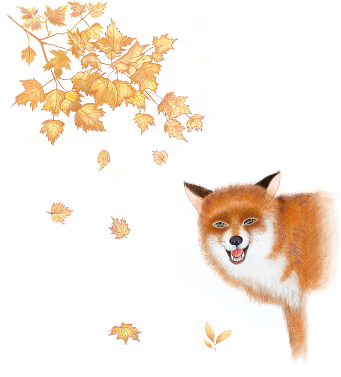 Fox in Autumn 
