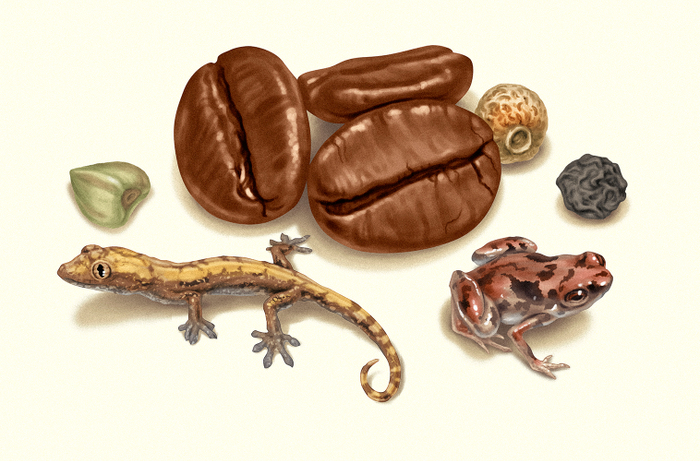 Геккон и лягушка