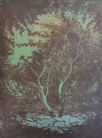 Магнолия весной