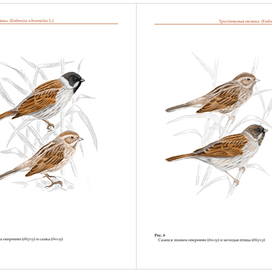 Тростниковая овсянка