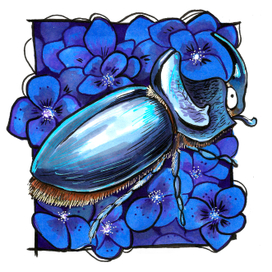 Жук-носорог