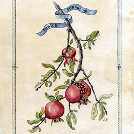 "Punica granatum"