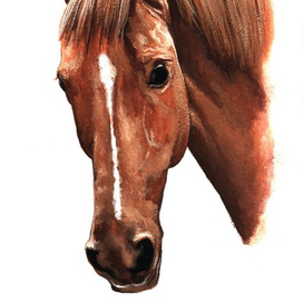 Конь.Портрет