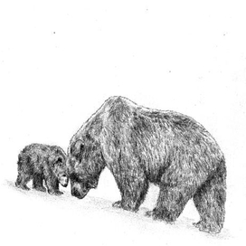 бурые медведи