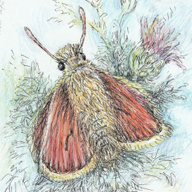 Совка сельская 