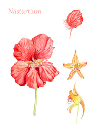 Ботаническая иллюстрация: Настурция2