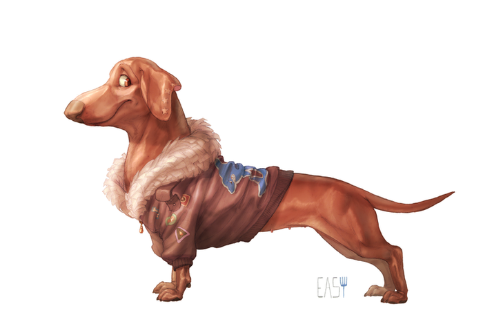 daschund