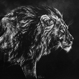 lion