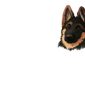 German Shepherd 