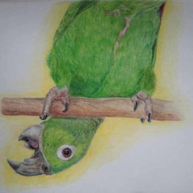 Амазон Мюллера