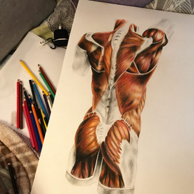 Анатомия. Торс