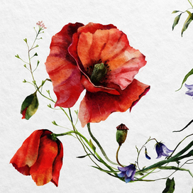 Маки и колокольчики