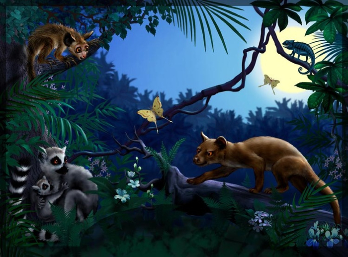 Джунгли Мадагаскара