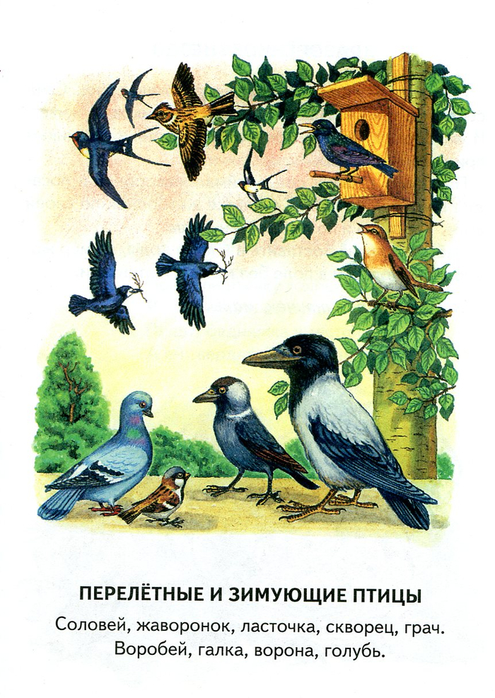 Перелетные и зимующие.