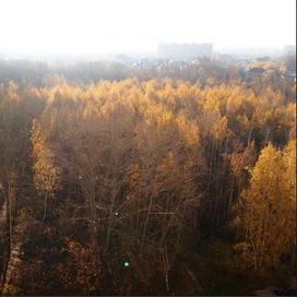 Ноксинский Лес Восток