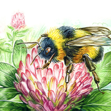 Иллюстрация для книги "Санька и Сонька" изд. Аквилегия-М