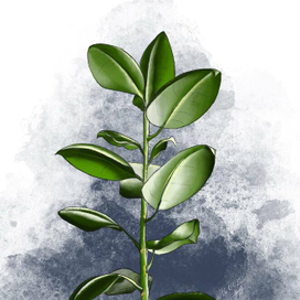 Фикус эластика