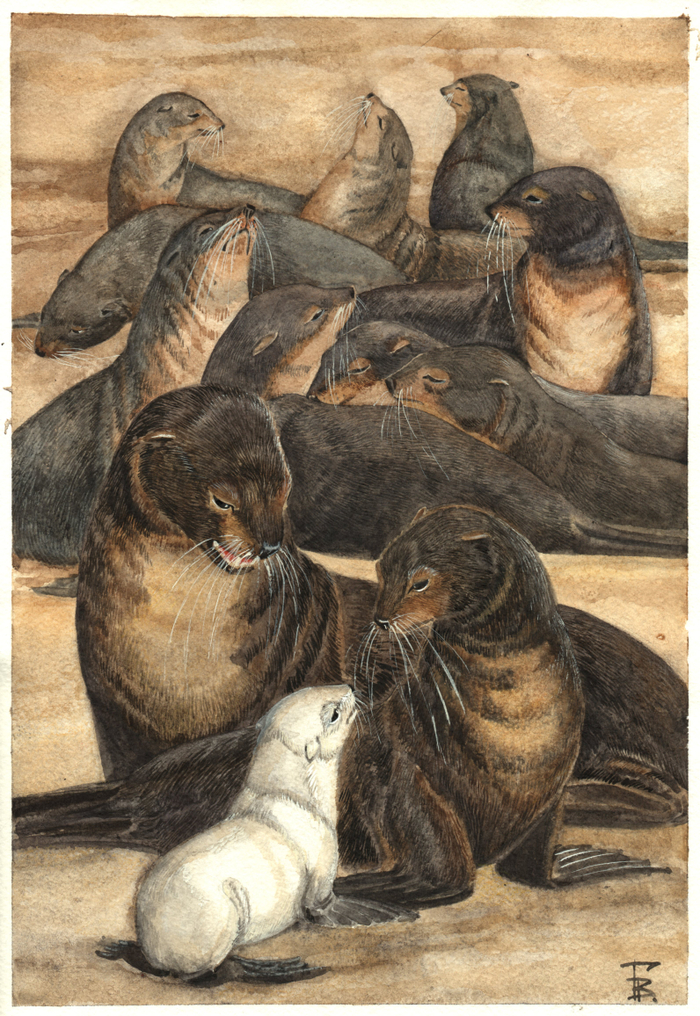 "Белый котик"