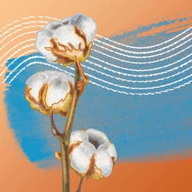 Иллюстрации "Хлопок"