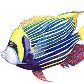 Коралловая рыба