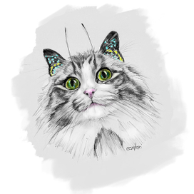 котобабочка