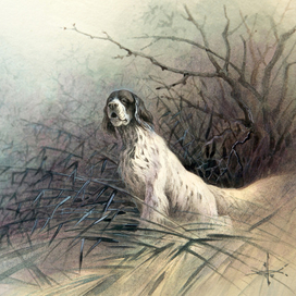 Подружейные собаки. Английский сеттер.