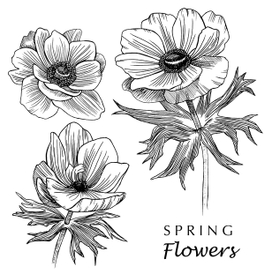 Весенние цветы. Анемона