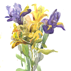 Ирисы