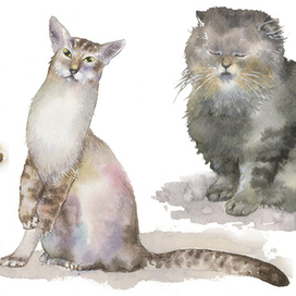 Маленький котёнок, изящная кошка и жирный неповоротливый кот