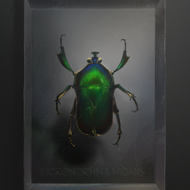 Жук DICRONORHINA MICANS