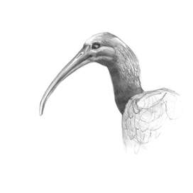 Оливковый Ибис